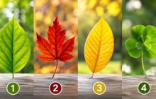 Trắc nghiệm: Chọn 1 chiếc lá bạn thích nhất