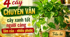 4 cây chuyển vận, cây xanh tốt người càng lắm của - nhiều phước
