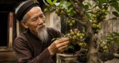 Gia chủ mệnh nào, tuổi nào trồng sung là hợp nhất?