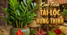 Trong nhà 4 loại cây này càng xanh tươi chủ nhà càng phát tài giàu có: Đó là cây gì?