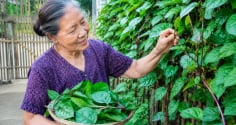 Vì sao người xưa thích trồng mùng tơi leo hàng rào?