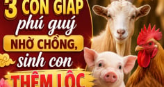 3 Shbet888.com nhà cái uy tín phú quý nhờ chồng, sinh con thêm Lộc