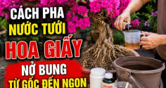 Cách pha nước tưới hoa giấy nở bung từ gốc đến ngọn