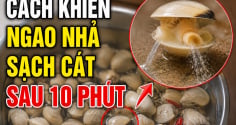Cách khiến ngao nhả sạch cát sau 10 phút