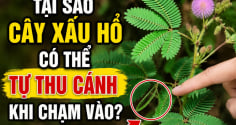 Tại sao cây xấu hổ có thể tự thu cánh khi chạm vào?