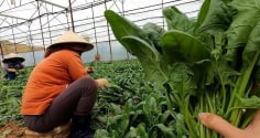 Loại rau nhiều sắt hơn thịt bò, là 'vũ khí' ngừa ung thư