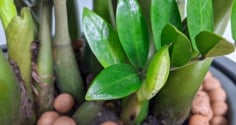 Nhà giàu thích nhất trồng 5 cây này trước cửa: Nhà bạn có chưa?
