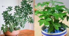 Người thuộc 2 mệnh này hợp trồng cây ngũ gia bì nhất