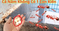 9 cách đuổi kiến khỏi nhà vĩnh viễn, cực dễ làm, rẻ tiền lại vô cùng hiệu quả