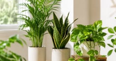3 loại cây cảnh dễ trồng giúp mùa hè mát hơn, vừa đẹp nhà vừa cải thiện không khí