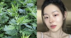 Cách dùng ngải cứu làm trắng da, giảm thâm nám hiệu quả