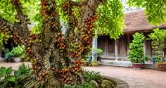 Vì sao nên trồng cây sung? Không chỉ để ngắm, loại cây này còn mang nhiều giá trị bất ngờ