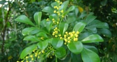 Vì sao người xưa thích trồng cây hoa ngâu trước nhà? Những lưu ý quan trọng cho người đang trồng hoa ngâu