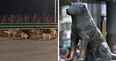 Hachiko đợi chủ suốt 9 năm và đàn chó trung thành vượt 17km trở về nhà