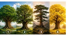 Quiz: Chọn 1 cây cổ thụ để biết khả năng nào sẽ giúp bạn thành công trong thời gian tới