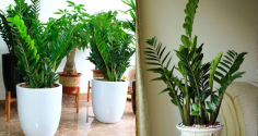 5 lợi ích khi trồng cây kim tiền trong nhà