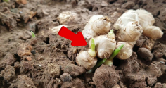 Gừng mọc mầm còn ăn được không?