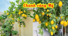 Cách trồng cây chanh vàng sai trĩu quả cực đơn giản