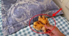 Tại sao bạn nên để một củ gừng ở đầu giường?