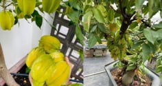 Cách trồng cây khế trong chậu, quả sai trĩu cành, ngọt lịm