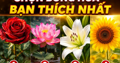 Trắc nghiệm: Chọn bông hoa bạn thích nhất, biết tài lộc tháng này