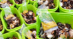 Cách cấp đông cua để nấu canh suốt mùa hè, lúc nào cũng tươi ngon