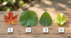 Trắc nghiệm: Chọn 1 chiếc lá bạn thích nhất
