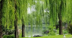 3 loại cây trồng trước nhà hao tài, nên tránh: Đó là cây gì?