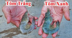 Chọn tôm nên mua tôm trắng hay tôm xanh?