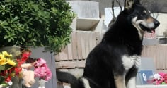 Liệu chó có thực sự hiểu cái chết? Hành trình chờ đợi của 3 chú chó