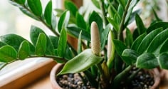 Cách trồng để cây kim tiền ra hoa