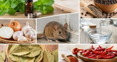 Mẹo hay đuổi chuột khỏi nhà bằng nguyên liệu dễ tìm: Không cần hóa chất