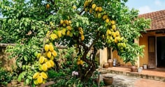 Tại sao nên trồng cây khế trong sân nhà? Có 4 lý do đặc biệt
