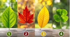 Trắc nghiệm: Chọn 1 chiếc lá bạn thích nhất