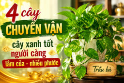 4 cây chuyển vận, cây xanh tốt người càng lắm của - nhiều phước