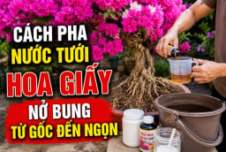 Cách pha nước tưới hoa giấy nở bung từ gốc đến ngọn