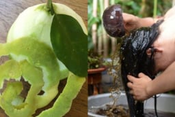 Cách gội đầu bằng vỏ bưởi trị rụng tóc, kích thích tóc mọc nhanh lại suôn mượt, sạch gàu