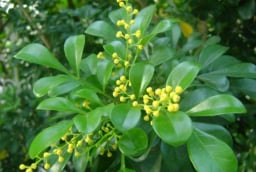 Vì sao người xưa thích trồng cây hoa ngâu trước nhà? Những lưu ý quan trọng cho người đang trồng hoa ngâu