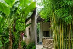 Người xưa dặn 3 cây trồng trước nhà thì xấu, chuyển gia sau nhà là trấn giữ của cải
