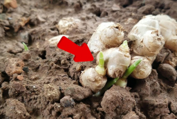 Gừng mọc mầm còn ăn được không?