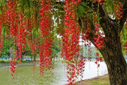 Cây lộc vừng nở hoa mang ý nghĩa gì? Người xưa coi là tín hiệu tốt nhưng cần lưu ý vài điều