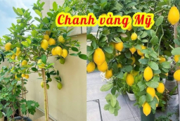 Cách trồng cây chanh vàng sai trĩu quả cực đơn giản