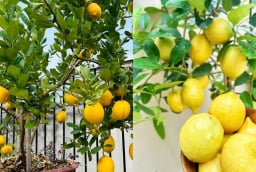 Cách trồng chanh vàng sai trĩu quả, thu hoạch quanh năm
