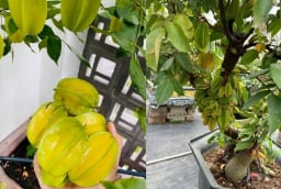 Cách trồng cây khế trong chậu, quả sai trĩu cành, ngọt lịm