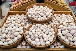 Tỏi ở siêu thị không mọc mầm: Nhờ 3 lý do này