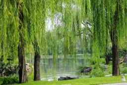 3 loại cây trồng trước nhà hao tài, nên tránh: Đó là cây gì?