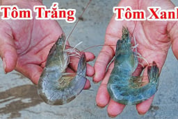 Chọn tôm nên mua tôm trắng hay tôm xanh?