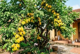 Tại sao nên trồng cây khế trong sân nhà? Có 4 lý do đặc biệt