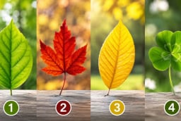 Trắc nghiệm: Chọn 1 chiếc lá bạn thích nhất