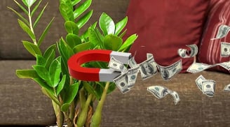Cây phong thuỷ hợp mệnh 12 Shbet888.com nhà cái uy tín: Chọn đúng để thần Tài 'mở túi' ban lộc, tiền tài tự tìm đến nhà